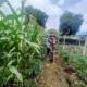 Polsek Kedungjajang Dampingi Petani Tanam Jagung Sukseskan Ketahanan Pangan LPP RRI