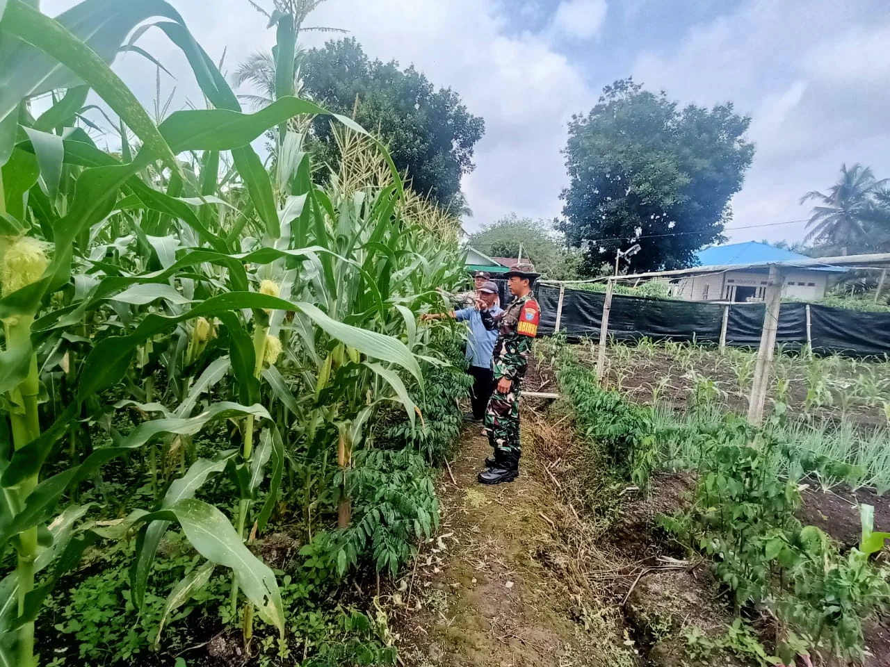 Polsek Kedungjajang Dampingi Petani Tanam Jagung Sukseskan Ketahanan Pangan LPP RRI