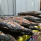 Program MBG Jadi Penggerak Konsumsi Ikan dan Kesejahteraan Nelayan Papua LPP RRI