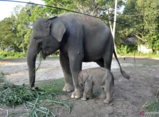 Setelah Harimau Sumatera, Kini Bayi Gajah Betina Lahir di Lembah Hijau Lampung: Lahirkan Harapan Baru Konservasi