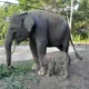 Setelah Harimau Sumatera, Kini Bayi Gajah Betina Lahir di Lembah Hijau Lampung: Lahirkan Harapan Baru Konservasi