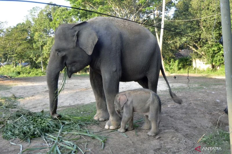 Setelah Harimau Sumatera, Kini Bayi Gajah Betina Lahir di Lembah Hijau Lampung: Lahirkan Harapan Baru Konservasi