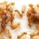 Ants Menginvasi Florida, Parasit Memperpanjang Hidup Semut, dan Semut Jadi Hidangan Mewah di Korea