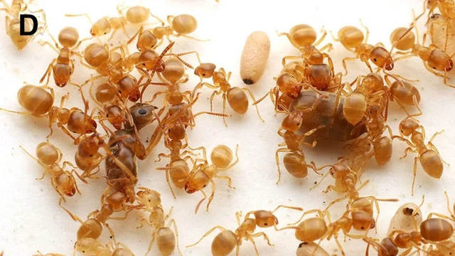 Ants Menginvasi Florida, Parasit Memperpanjang Hidup Semut, dan Semut Jadi Hidangan Mewah di Korea