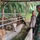 Babinsa Turun ke Kandang: Pendampingan TNI Dongkrak Produktivitas Peternakan di Subulussalam