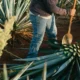 Banyak yang Salah Paham, Tequila Bukan Berasal dari Buah Ini