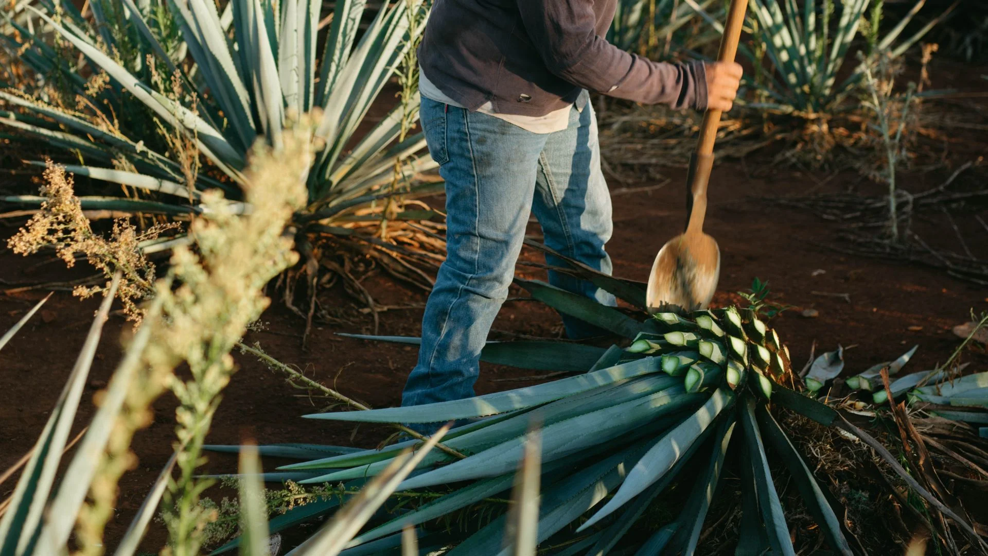 Banyak yang Salah Paham, Tequila Bukan Berasal dari Buah Ini