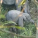 Bayi Gajah Sumatera Terjerat Perangkap di Jambi: Kaki Terlilit 2 Minggu, Tim BKSDA Bertindak Cepat