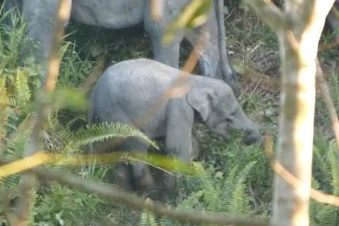 Bayi Gajah Sumatera Terjerat Perangkap di Jambi: Kaki Terlilit 2 Minggu, Tim BKSDA Bertindak Cepat