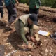 BBKSDA Riau Tangani Serangan Harimau Sumatra yang Tewaskan Anak di Pelalawan
