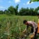 Bhabinkamtibmas Polsek Dasuk Dampingi Petani Tomat, Wujud Nyata Polri Dukung Ketahanan Pangan Nasional