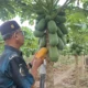 BUMG Cot Darat Kembangkan Budidaya Pepaya Madu Bersama Pesantren, Hasilkan 1 Ton per Panen