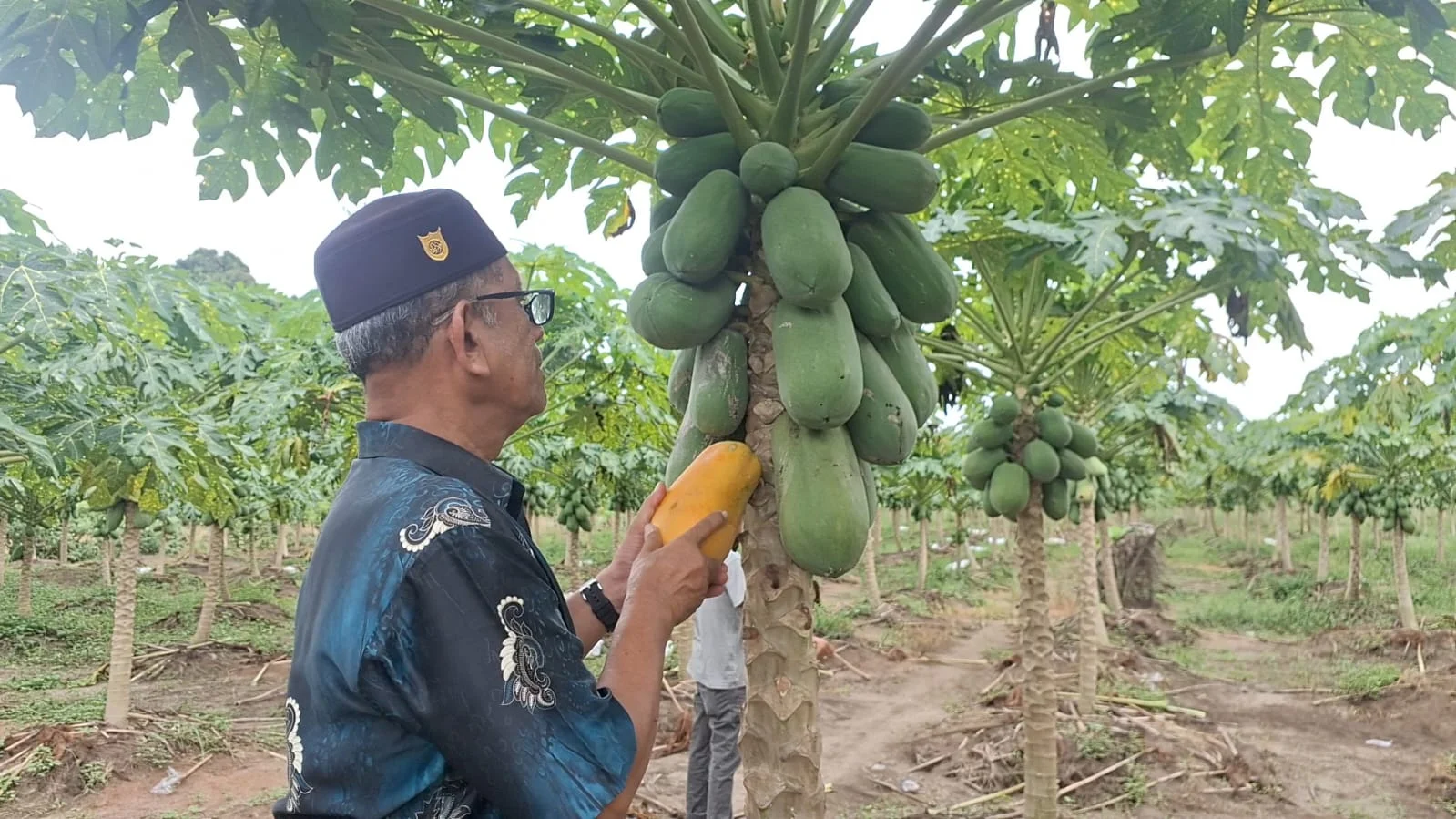 BUMG Cot Darat Kembangkan Budidaya Pepaya Madu Bersama Pesantren, Hasilkan 1 Ton per Panen