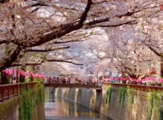 Dari Festival Sakura hingga Gempa: Beragam Peristiwa di Jepang Pertengahan 2026
