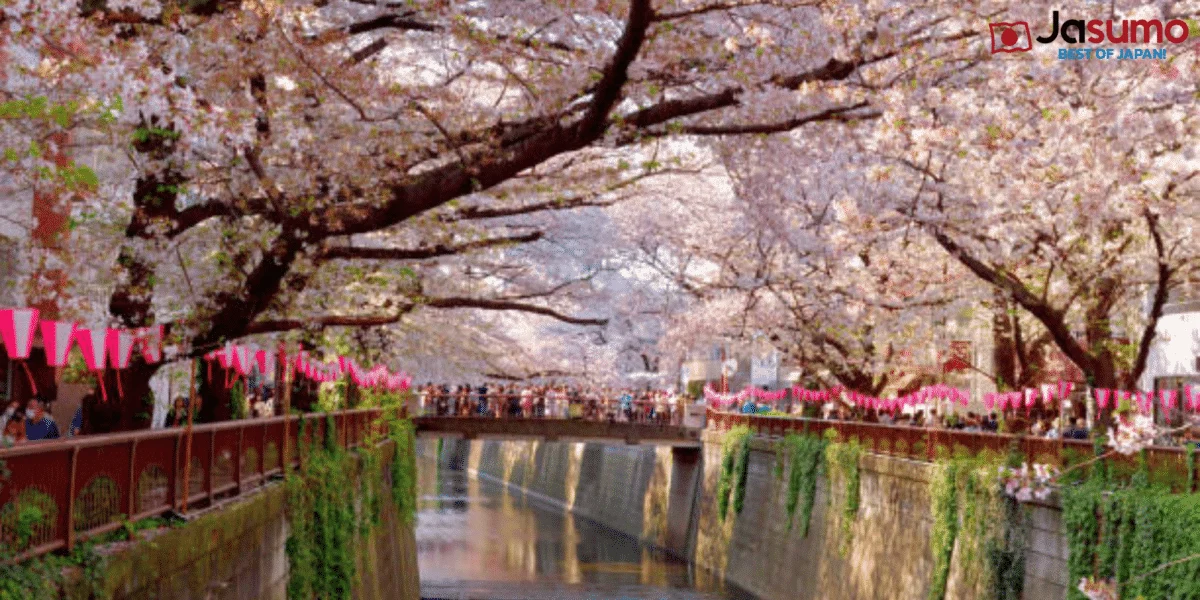 Dari Festival Sakura hingga Gempa: Beragam Peristiwa di Jepang Pertengahan 2026