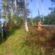 Diduga akibat Puntung Rokok, Kebun Kosong di Mendoyo Terbakar
