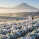 Dieng Berselimut Embun Upas Lebih Sering, BMKG Prediksi Puncak Kemarau 2026 Makin Dingin