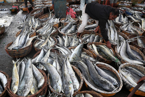 Ekspor Perdana 11 Ton Tuna Maluku ke Thailand: Langkah Strategis Perluasan Pasar Perikanan Indonesia