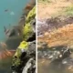 Fenomena Ribuan Ikan Mati di Danau Batur: Bukan Tanda Erupsi, Ini Penjelasan Badan Geologi
