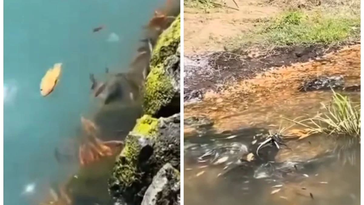 Fenomena Ribuan Ikan Mati di Danau Batur: Bukan Tanda Erupsi, Ini Penjelasan Badan Geologi
