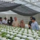 Greenhouse Warga Rempang Binaan PT MEG Tarik Perhatian Bappeda: Menuju Pusat Pertanian Modern di Batam