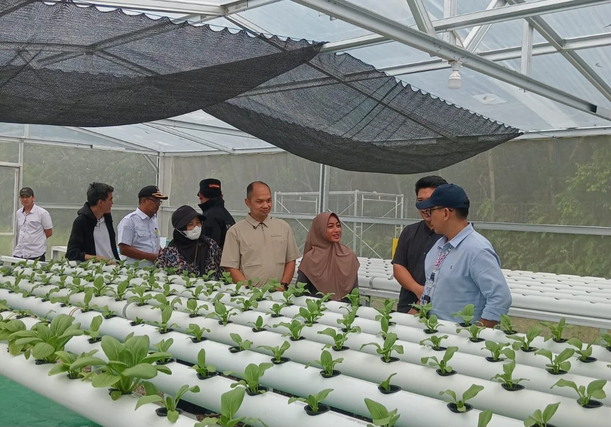 Greenhouse Warga Rempang Binaan PT MEG Tarik Perhatian Bappeda: Menuju Pusat Pertanian Modern di Batam