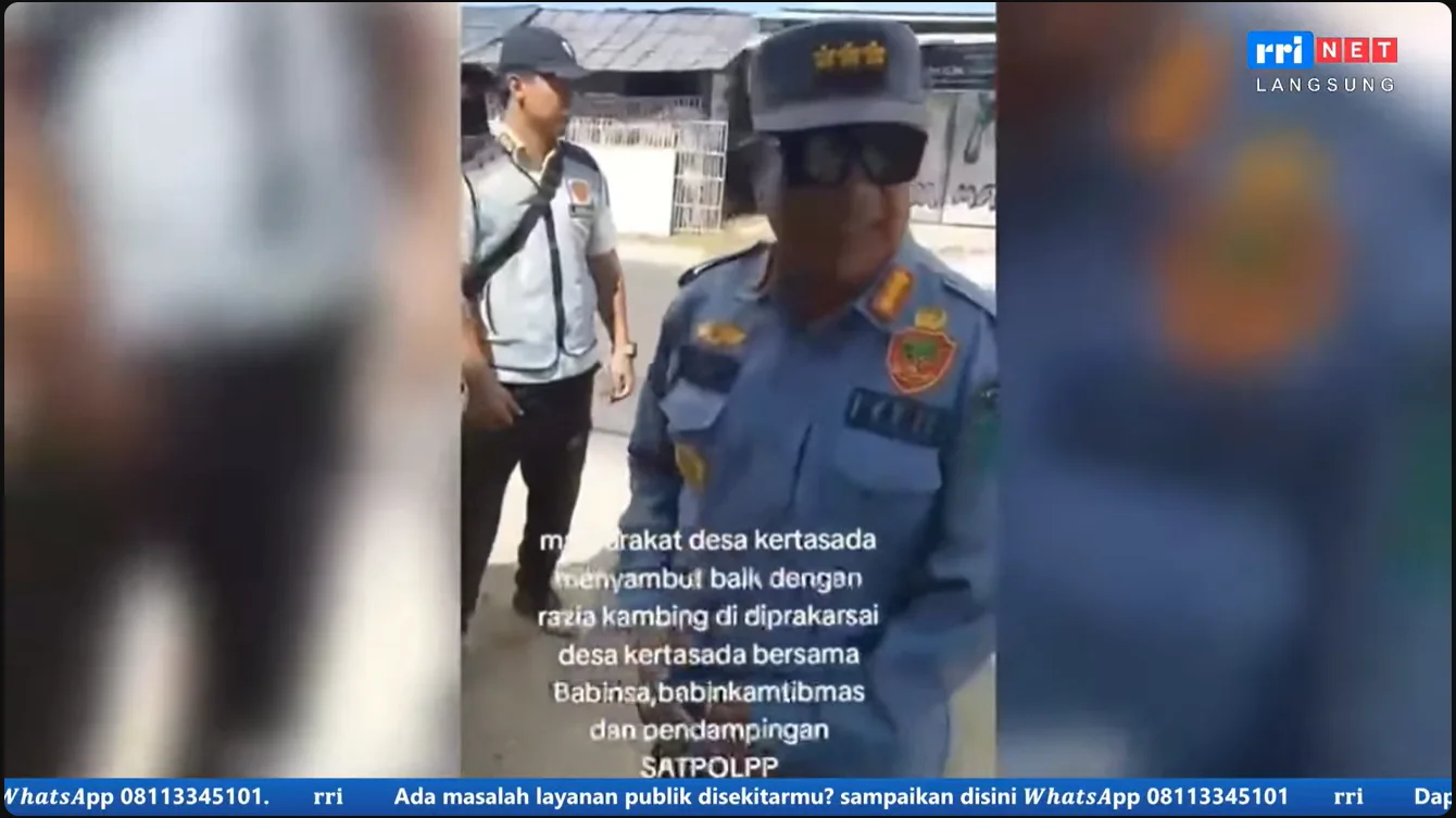 Halo RRI Aduan Warga Ditindaklanjuti, Satpol PP Tertibkan Kambing Liar di Kertasada