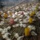 Harga Daging Ayam Potong di Situbondo Terus Membaik, Peternak Masih Merugi