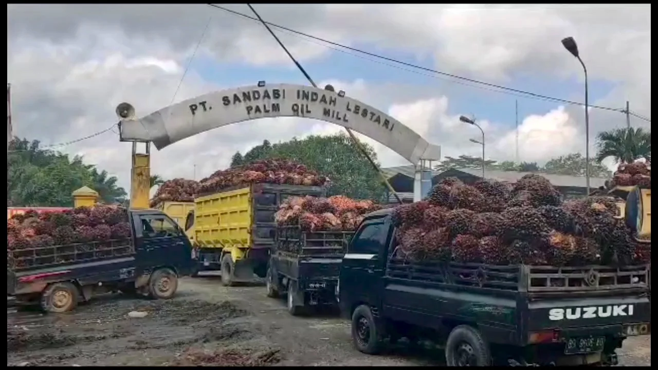 Harga TBS Sawit di Bengkulu Utara Turun Tipis: Dampak dan Upaya Stabilisasi