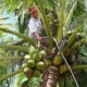 Kelapa Bali: Pohon Kehidupan yang Hampir Tak Menyisakan Limbah, Warisan Budaya dan Potensi Ekonomi Berkelanjutan