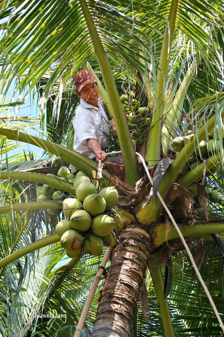 Kelapa Bali: Pohon Kehidupan yang Hampir Tak Menyisakan Limbah, Warisan Budaya dan Potensi Ekonomi Berkelanjutan