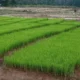 Kemarau Picu Gagal Tanam, Petani di Kaur Alami Kerugian
