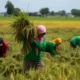 Kementan Alokasikan AUTP untuk 100 Ribu Hektare Lahan Padi pada 2026: Perlindungan Petani dari Risiko Iklim dan Hama