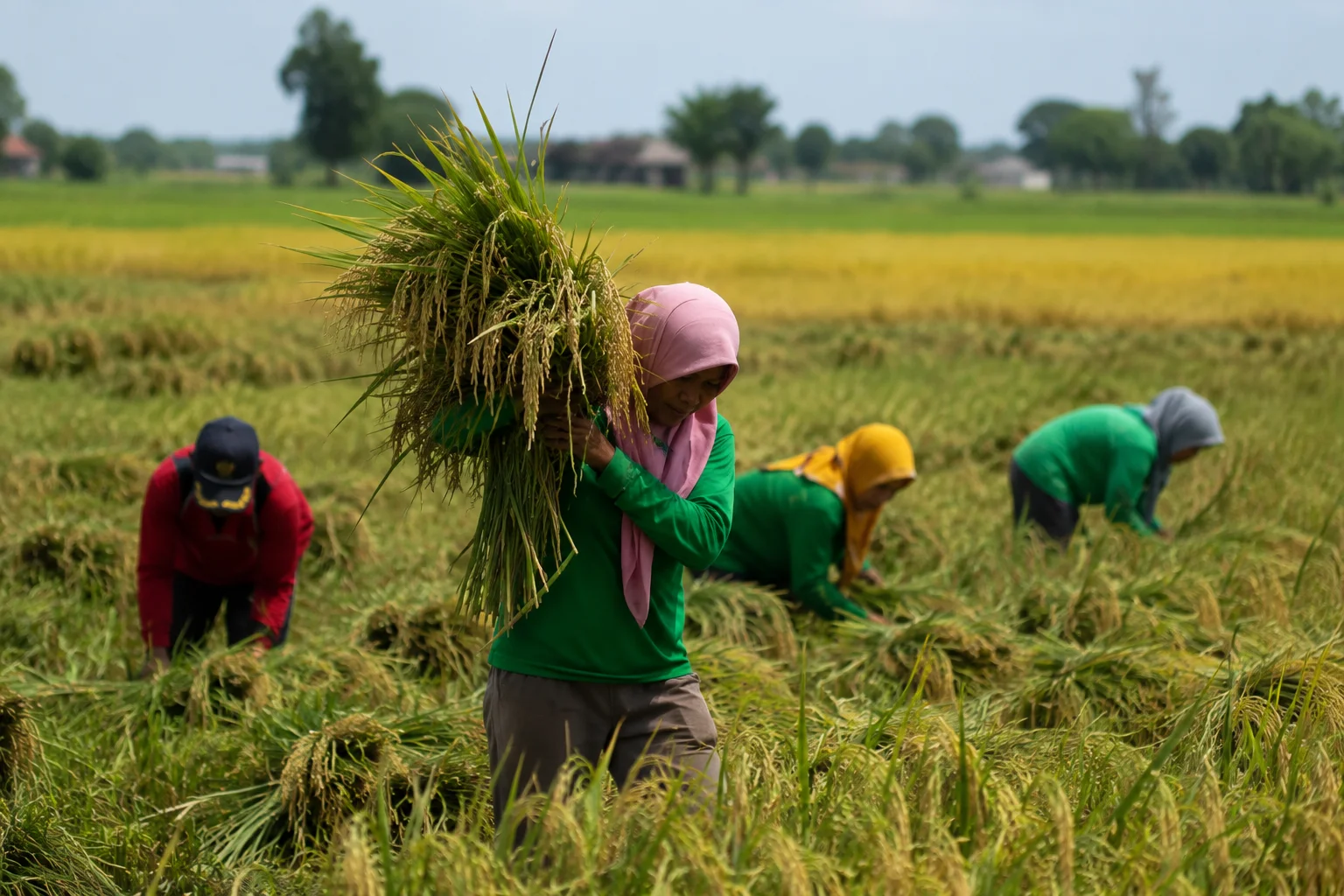 Kementan Alokasikan AUTP untuk 100 Ribu Hektare Lahan Padi pada 2026: Perlindungan Petani dari Risiko Iklim dan Hama