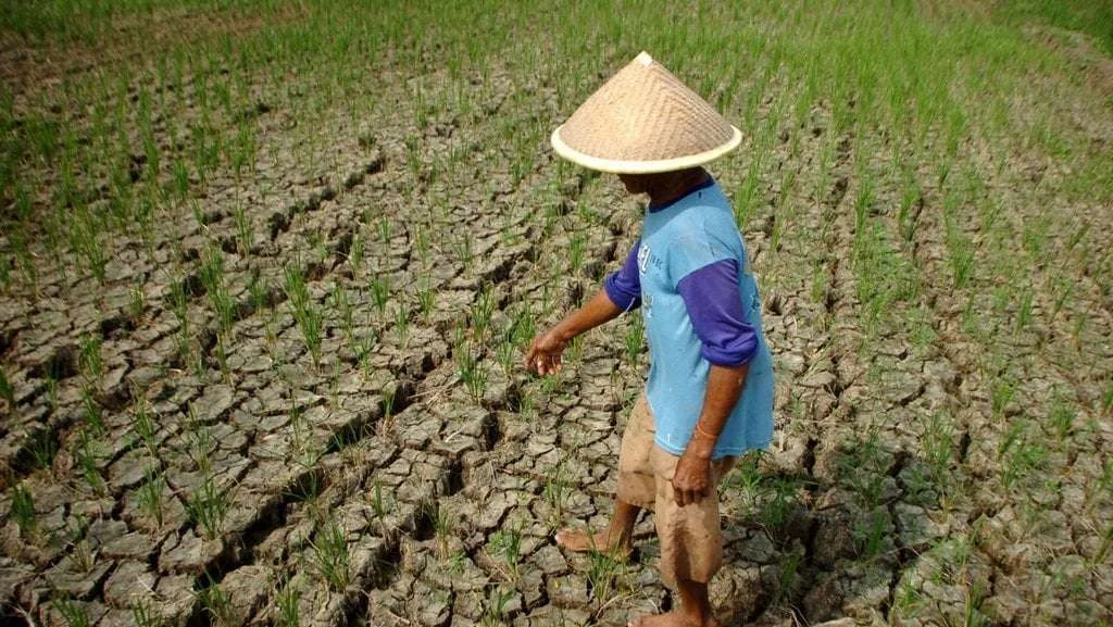 Ketahui Wilayah-Wilayah Paling Terdampak El Nino Sepanjang 2026 Menurut BMKG