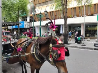Kuda Andong di Yogya Tiba-tiba Belok Kusir Bingung, Berakhir Masuk Selokan