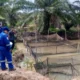 Medco EP Kembangkan Budidaya Lele untuk Perkuat Ekonomi Warga Muba