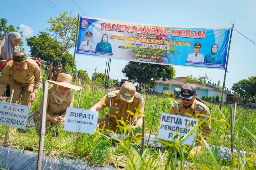 Panen Bawang di Beringin, Si Pandai Siap Jamin Pasar dan Harga Petani Deli Serdang