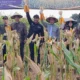 Panen Jagung di Ponorogo, Hanif Faisol Ajak Petani Wujudkan Swasembada Pangan