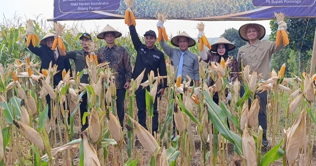 Panen Jagung di Ponorogo, Hanif Faisol Ajak Petani Wujudkan Swasembada Pangan