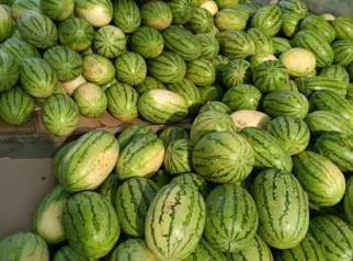 Panen Melimpah, Harga Semangka di Tingkat Petani Turun: Petani Berharap Pasar Lebih Luas
