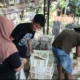 Pembagian Puyuh Gratis di Selopuro Tanpa Koordinasi Desa, Kades Jambewangi: 'Kami Tidak Tahu'