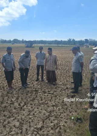 Penyuluh Pertanian Sosialisasikan Demfarm PMAAS di Kecamatan Dungkek
