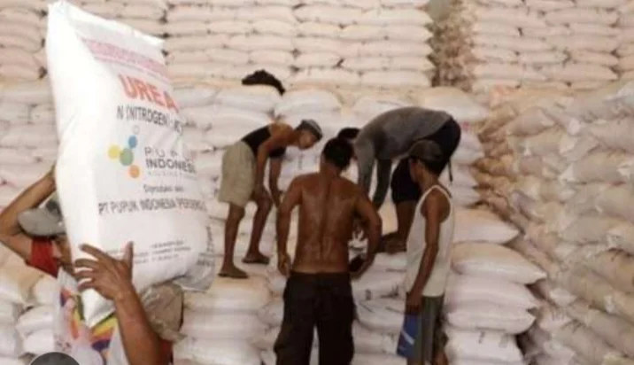 Petani di Aceh Singkil Keluhkan Sulitnya Mendapatkan Pupuk Bersubsidi: Harga Melambung, Produksi Terancam