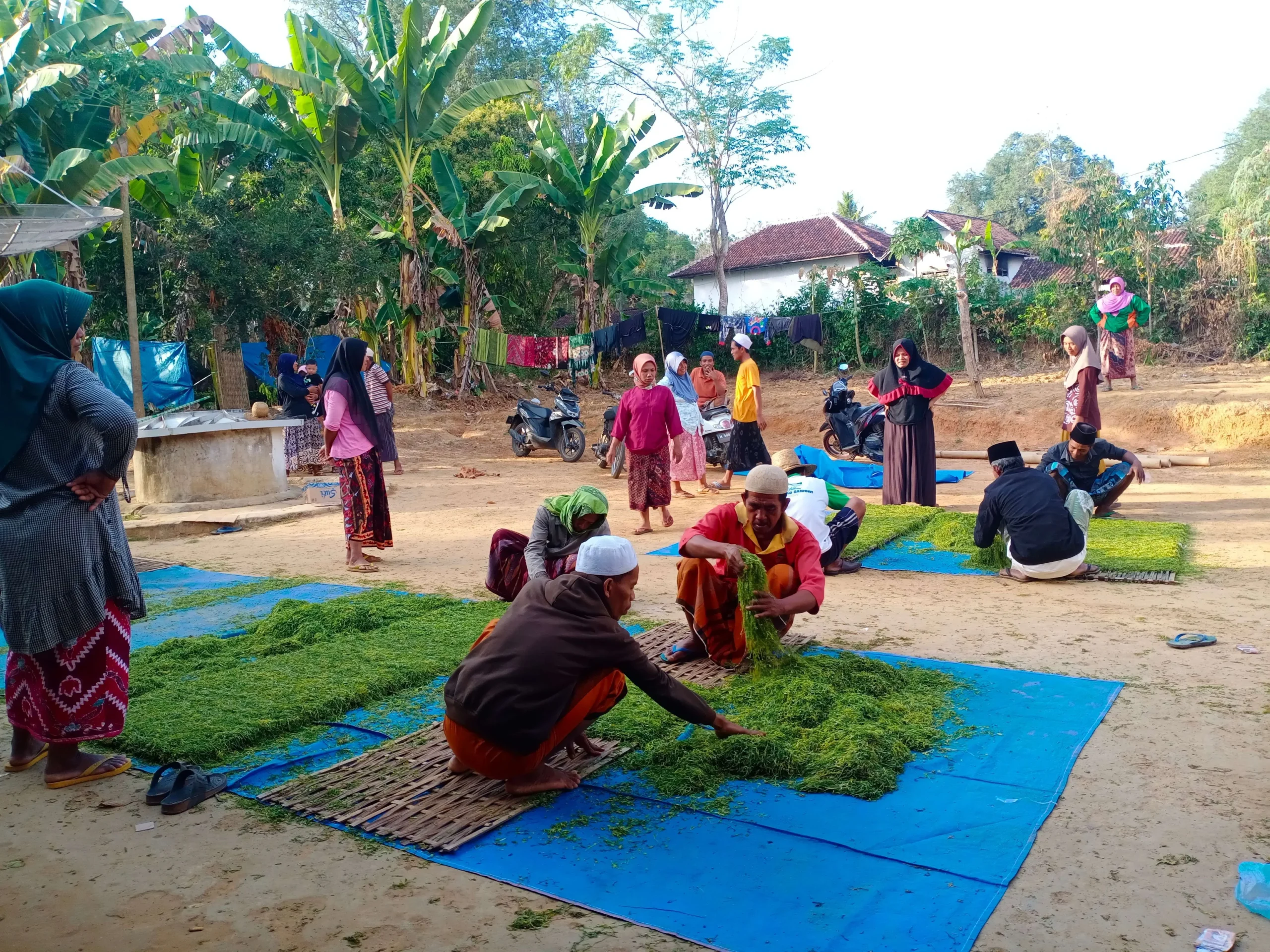 Petani Tembakau Sumenep Mulai Panen, Harga Awal Capai Rp50.000 per Kilogram, Puncak Panen Diprediksi Agustus-September