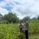 Polsek Batuputih Pantau Perawatan Jagung Lokal Dukung Ketahanan Pangan