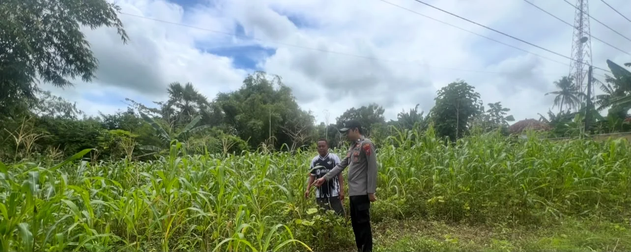 Polsek Batuputih Pantau Perawatan Jagung Lokal Dukung Ketahanan Pangan