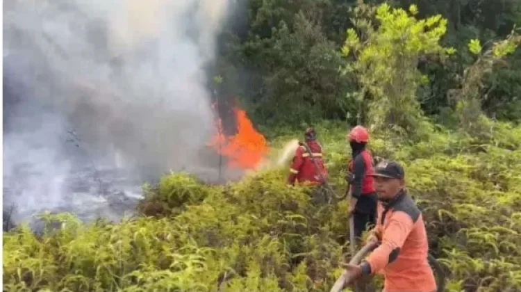 Puncak Kemarau Diprediksi Agustus-September 2026, BMKG: Waspada Dampak El Nino