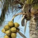 Rahasia 108 Jenis Kelapa Bali dalam Tradisi Pengobatan Leluhur: Warisan Budaya yang Kaya Manfaat