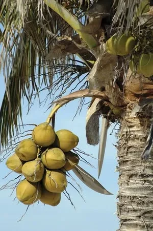 Rahasia 108 Jenis Kelapa Bali dalam Tradisi Pengobatan Leluhur: Warisan Budaya yang Kaya Manfaat